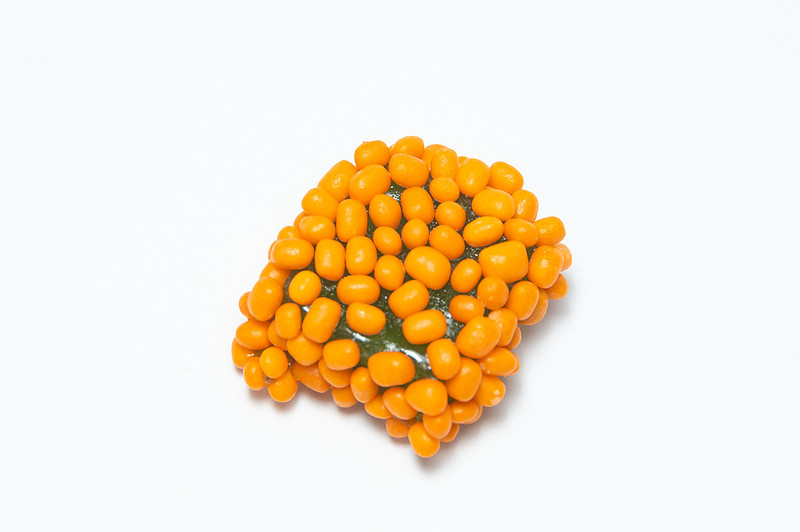 Product Photography for Snapdragon Hemp in Chattanooga Tennessee
